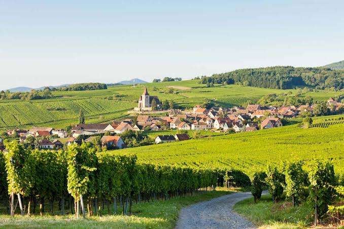 Route des vins d'Alsace